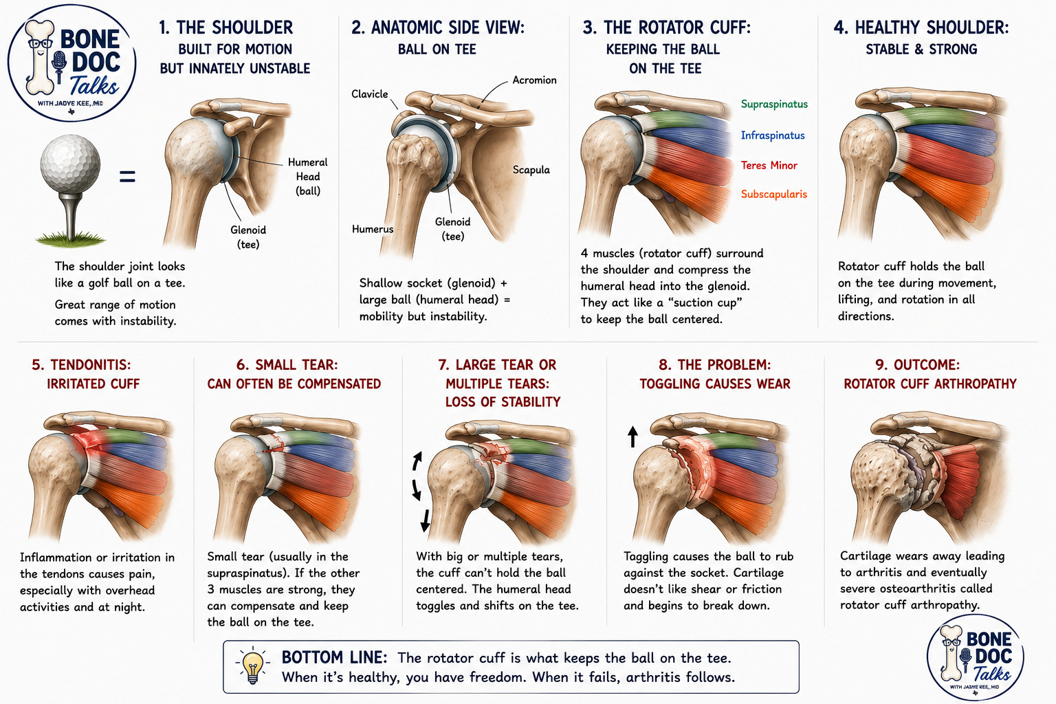 Golf Ball on a Tee — Shoulder Anatomy
